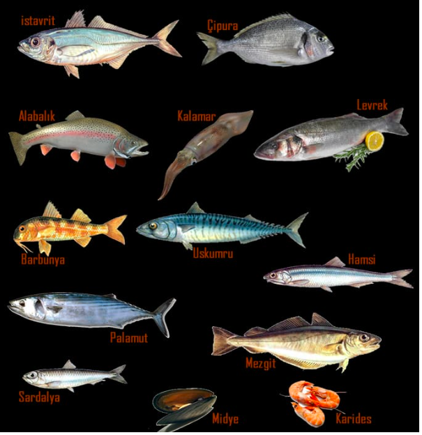 Sonbaharda Tüketilecek Balıklar: Mevsimin En Lezzetli Deniz Ürünleri